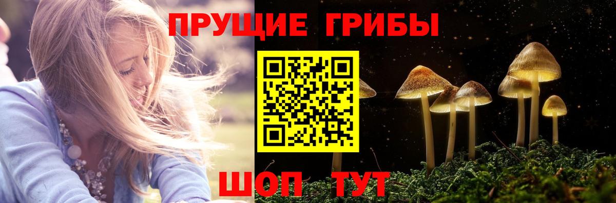 Сорочинск  Псилоцибиновые грибы Psilocybine cubensis  как найти   Вход с VPN 